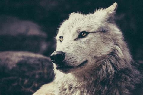 The Shamanic Journey of Wolf Magic: Connecting with the Spirit Realm